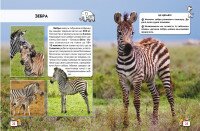 Книга &quot;Світ навколо нас Малята тварин&quot; 9499 (9789669369499)  Фото №0